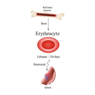 bigstock-limbo-erythrocytes-in-bone-mar-115622687-min