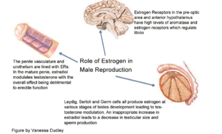Estradiol Helps Male Reproductive Function