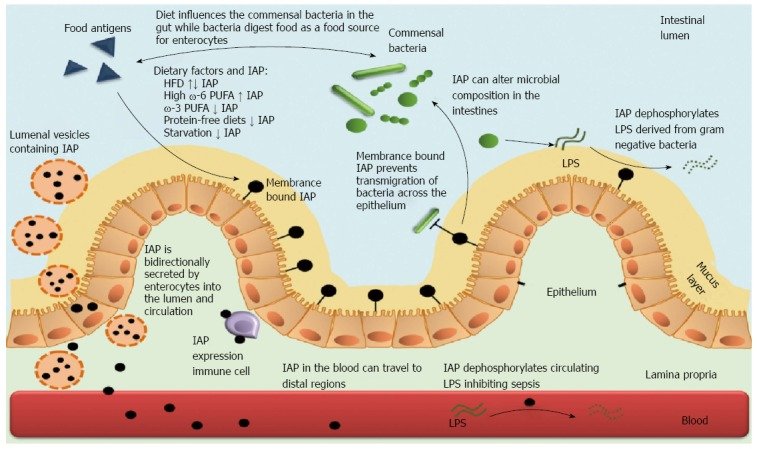Intestinal Alkaline Phosphatase is Found on the Cells that Line the Gut as Well as Inside the Gut and the Gut Immune Cells, source: https://www.ncbi.nlm.nih.gov/pubmed/25400448