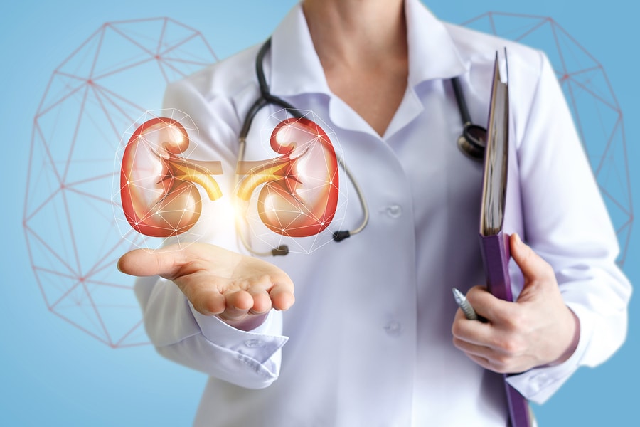 Doctor shows healthy kidneys