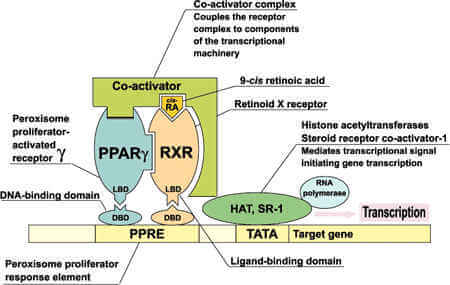 The Vital Role of Retinoid X Receptors (RXR)